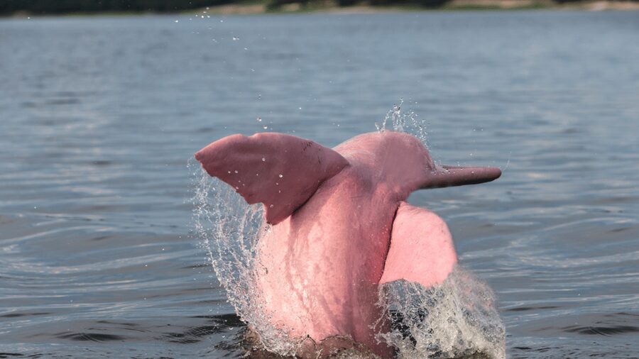 Koh Samui Pink Dolphin Sightseeing and Snorkelling Tour - My practical verdict before you book