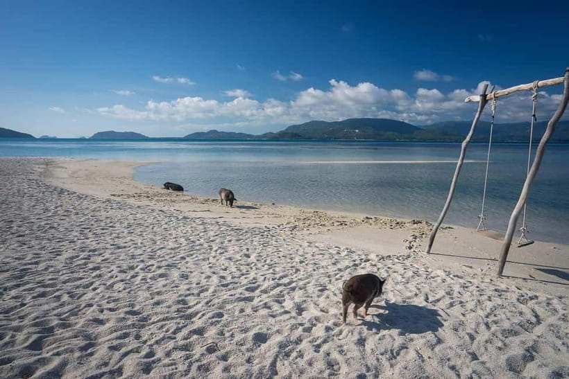 Koh Samui Pink Dolphin Sightseeing and Snorkelling Tour - Tean Island brings the underwater part of the day