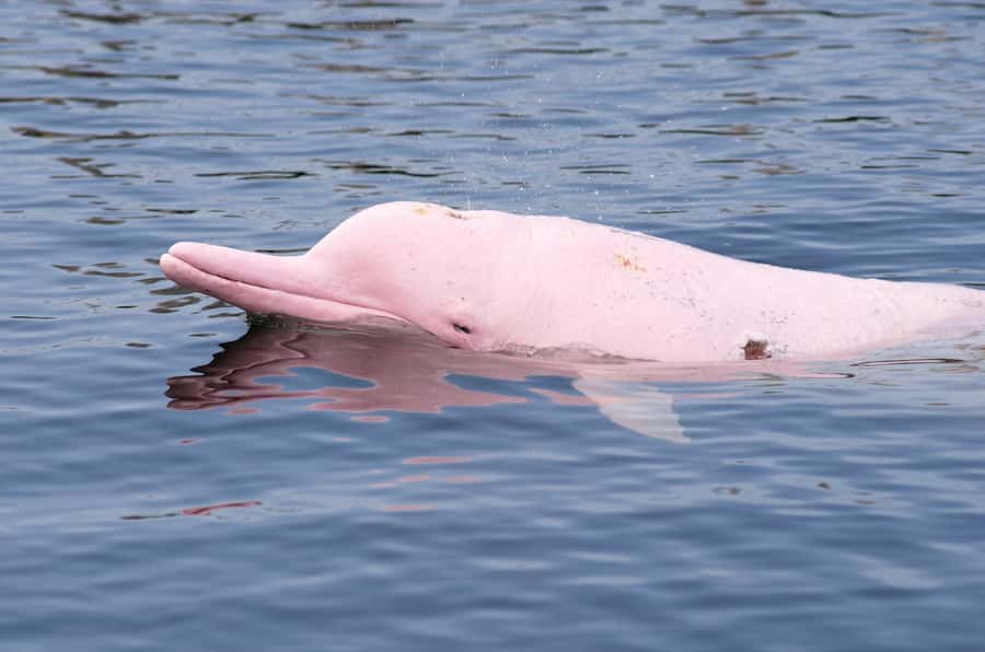 Koh Samui: Pink Dolphin Spotting & Pig Island Speedboat Tour - Key points to know before booking
