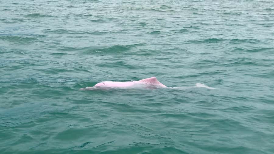 Koh Samui: Pink Dolphin Spotting & Pig Island Speedboat Tour - Lunch at Thong Not Bay and the mainland stop