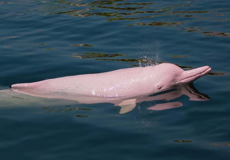 Koh Samui: Pink Dolphin Spotting & Pig Island Speedboat Tour - Snorkeling at Ko Taen