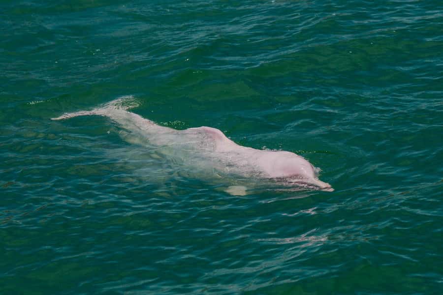 Koh Samui: Pink Dolphin Spotting & Pig Island Speedboat Tour - What the $72 price includes