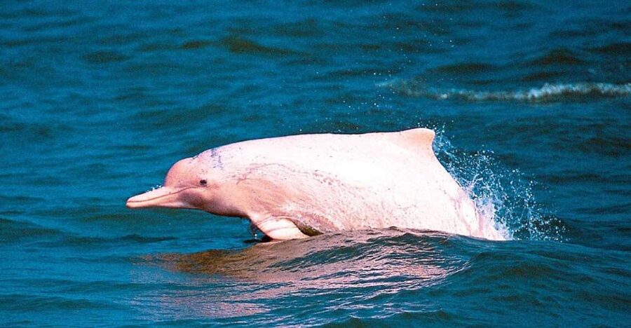 Koh Samui: Pink Dolphin Spotting & Pig Island Speedboat Tour - Who will enjoy this six-hour outing most