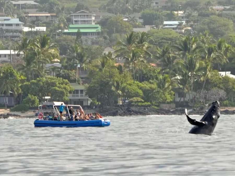 Kona: Dolphin & Whale Watching Tour - Key points to know before you book
