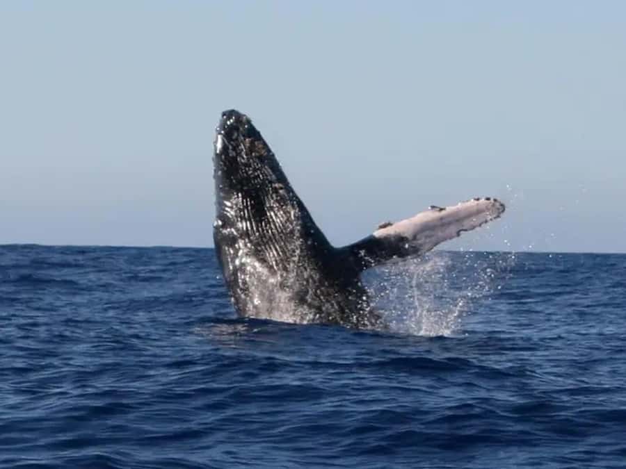 Kona: Dolphin & Whale Watching Tour - Setting out from Keauhou Bay