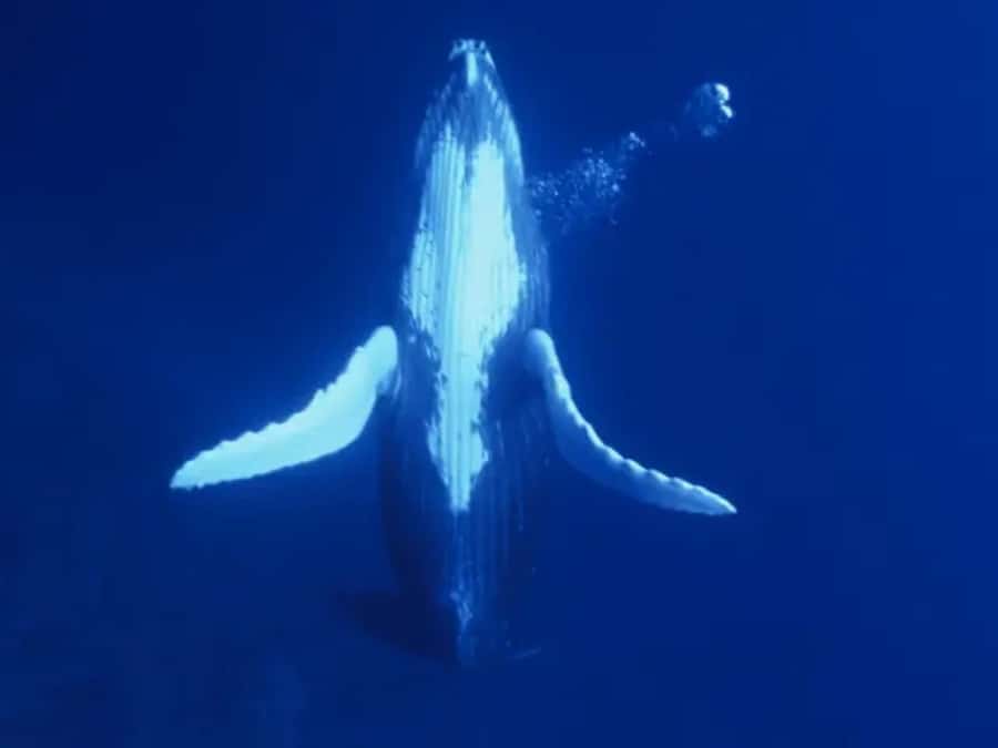 Kona: Dolphin & Whale Watching Tour - Looking for spinner dolphins near Kona