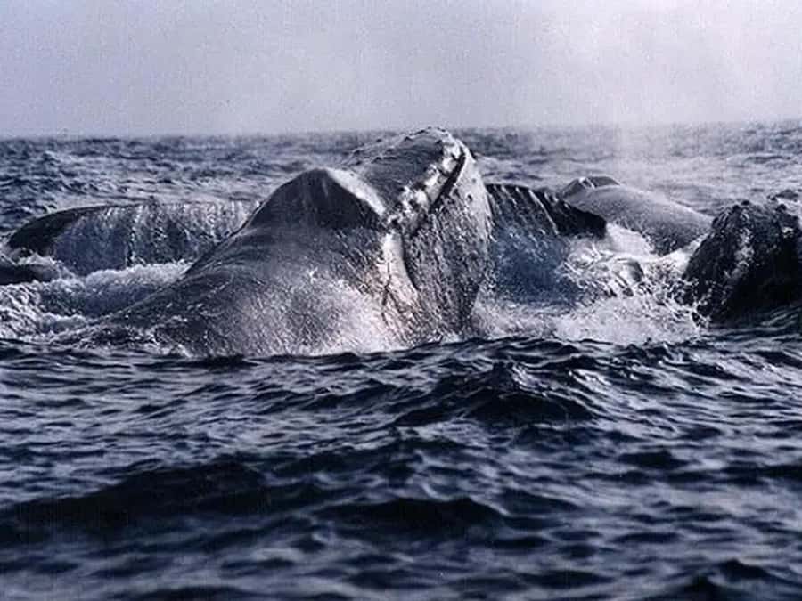 Kona: Dolphin & Whale Watching Tour - Whale season and the underwater hydrophone
