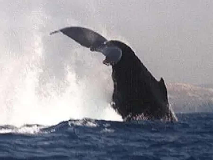 Kona: Dolphin & Whale Watching Tour - Practical limits you should take seriously