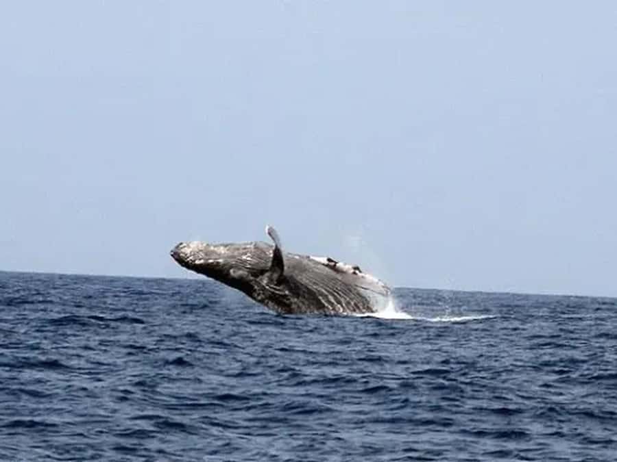 Kona: Dolphin & Whale Watching Tour - The first 30 minutes: captain narration and coastline views