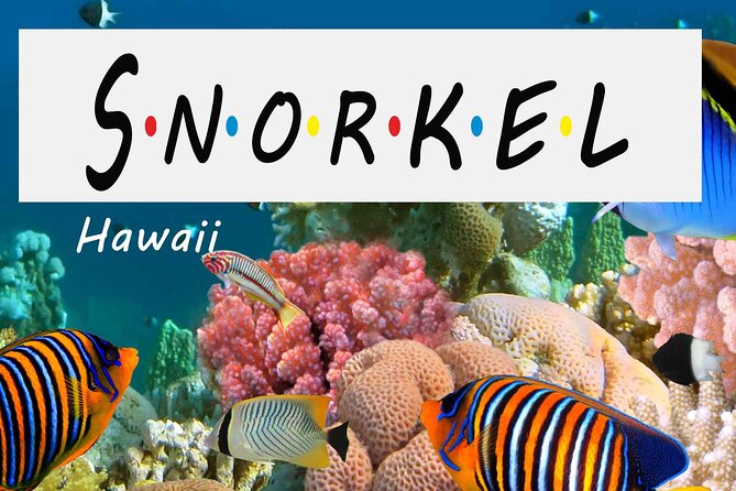 Kona Shore Excursion: Wild Dolphin Reefs Snorkel and Sea Caves - Watching spinner dolphins from a respectful distance