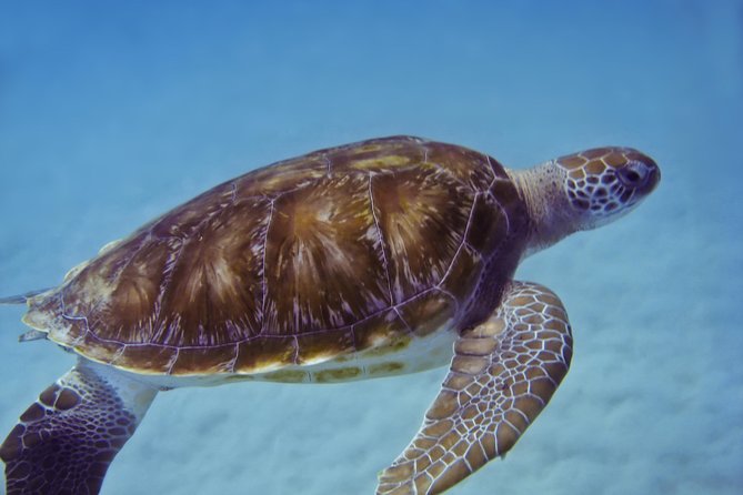 Kona Shore Excursion: Wild Dolphin Reefs Snorkel and Sea Caves - Timing, cost, and shore-excursion value
