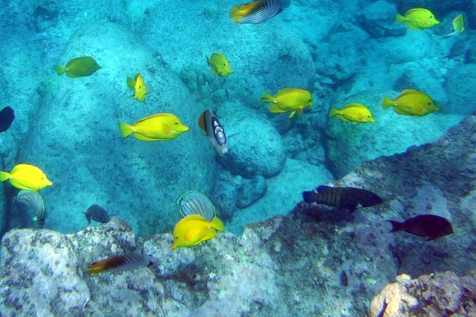 Kona Shore Excursion: Wild Dolphin Reefs Snorkel and Sea Caves - Who should book this Kona snorkel trip?