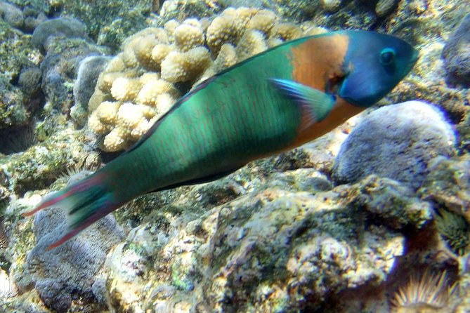 Kona Shore Excursion: Wild Dolphin Reefs Snorkel and Sea Caves - One hour at Kealakekua Bay