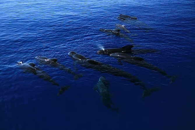 Kona Snorkel Tour: Captain Cook Reef Snorkel, Dolphin & Sea Caves - Kealakekua Bay and Captain Cook Monument