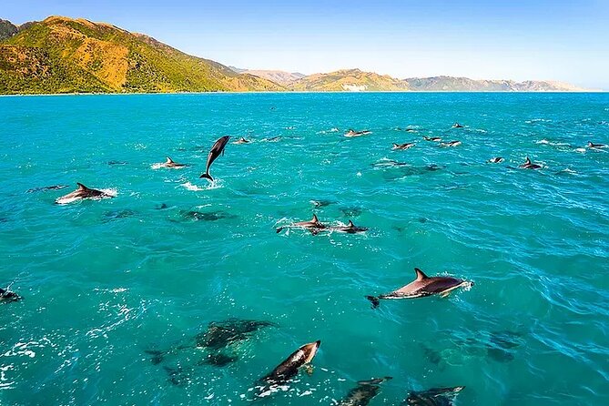 Kona Snorkel Tour: Captain Cook Reef Snorkel, Dolphin & Sea Caves - The ride from Kailua-Kona to Captain Cook Reef