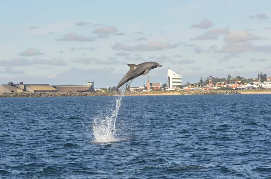 Koombana Bay: Dolphin Eco Cruise - Key points for your Koombana Bay cruise