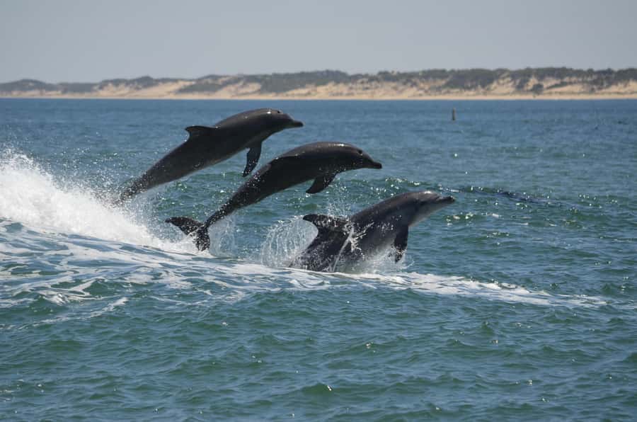 Koombana Bay: Dolphin Eco Cruise - Why this dolphin cruise feels different from a zoo visit