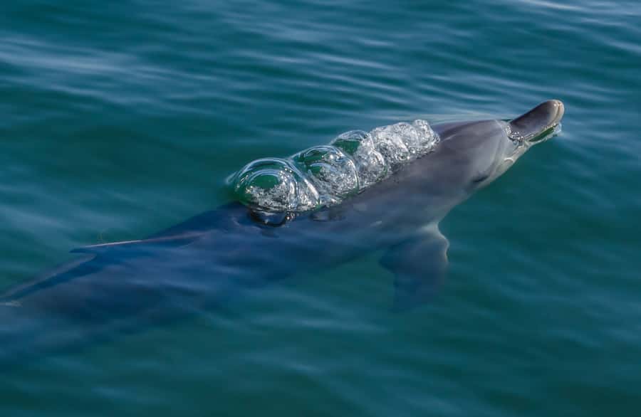 Koombana Bay: Dolphin Eco Cruise - The 60 to 90 minute route through Koombana Bay