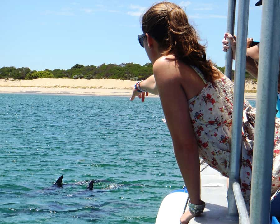 Koombana Bay: Dolphin Eco Cruise - How close do you really get?