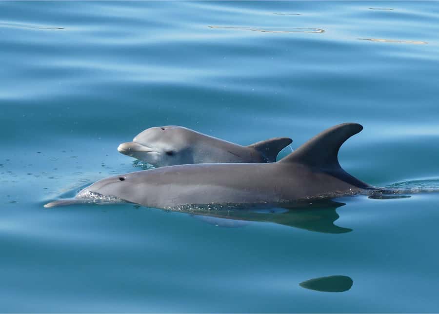 Koombana Bay: Dolphin Eco Cruise - Family trips, mobility, and comfort on board