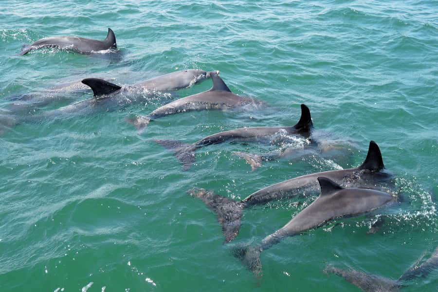 Koombana Bay: Dolphin Eco Cruise - Weather, seasonal departures, and practical planning