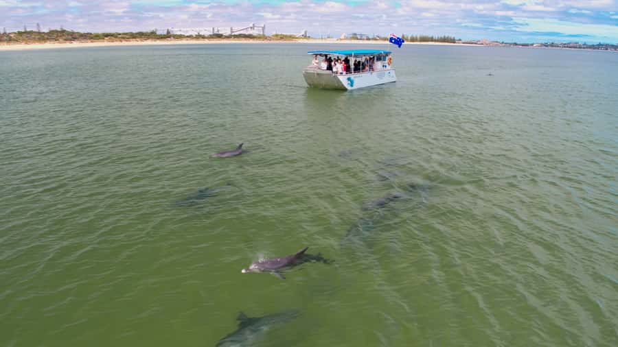 Koombana Bay: Dolphin Eco Cruise - Starting at 8 Anchorage Cove and the Dolphin Discovery Centre