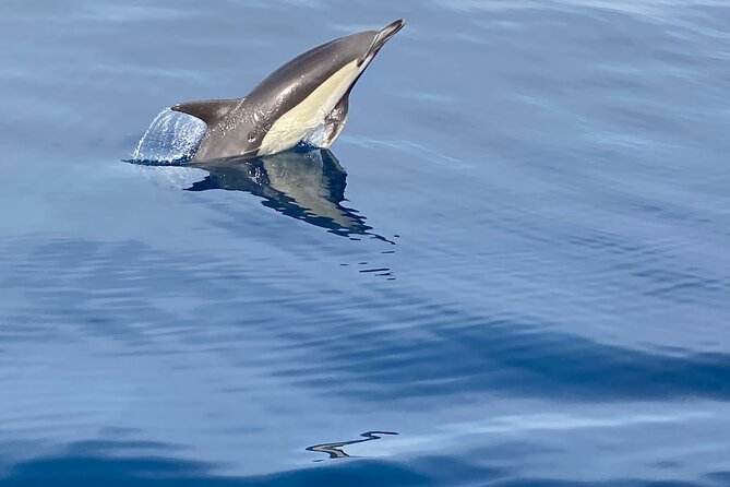 La Herradura: Sailboat with a view of dolphins-Shared - Following the Maro-Cerro Gordo coast