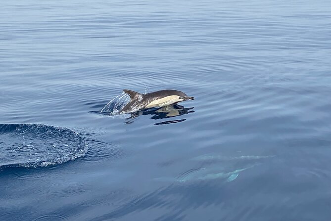 La Herradura: Sailboat with a view of dolphins-Shared - Swimming, snorkeling, and paddleboarding