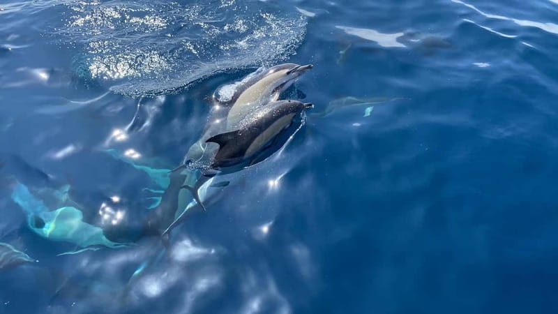 La Herradura: Sailing with a view of dolphins - Dolphin watching without a false promise