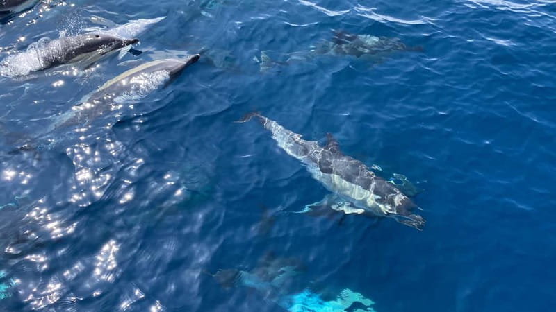 La Herradura: Sailing with a view of dolphins - Snacks, drinks, music, and the feel on board