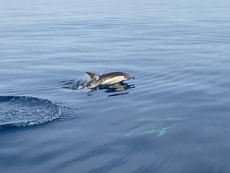 La Herradura: Sailing with a view of dolphins - Who will enjoy this sailing trip most?