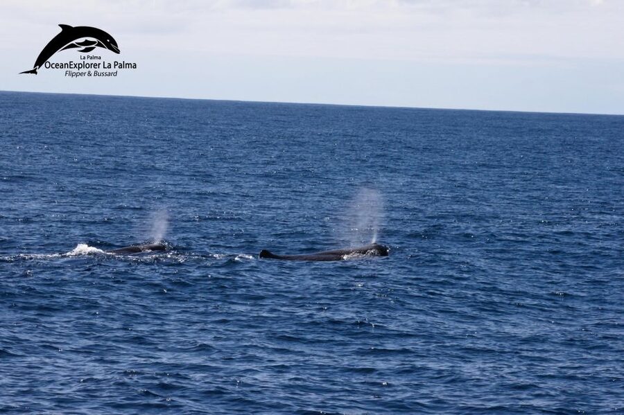 La Palma: 3-Hour Dolphin and Whale Watching Experience - Key points to know before booking