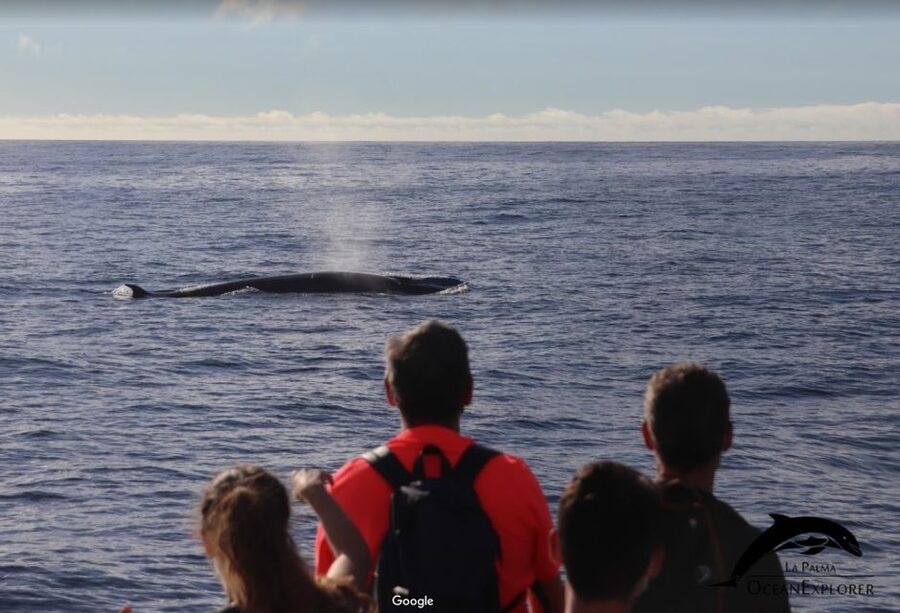 La Palma: 3-Hour Dolphin and Whale Watching Experience - Should you book the Ocean Explorer La Palma trip?
