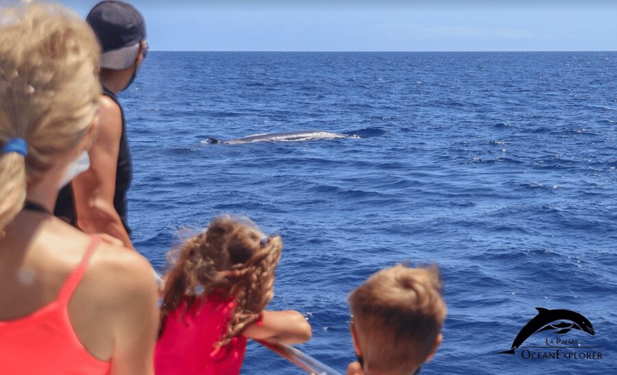 La Palma: 3-Hour Dolphin and Whale Watching Experience - Setting out from Puerto de Tazacorte