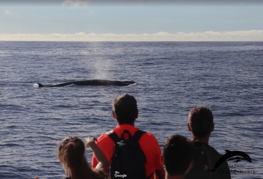 La Palma: 3-Hour Dolphin and Whale Watching Experience - Learning from the marine biologists