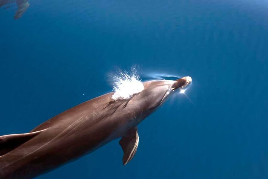 La Palma: 3-Hour Dolphin and Whale Watching Experience - The 2021 volcanic delta from the sea