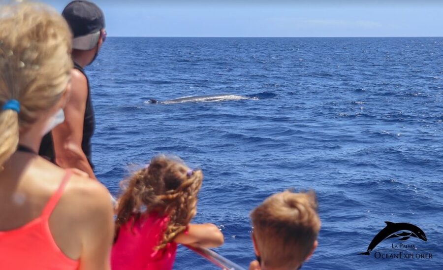 La Palma: 3-Hour Dolphin and Whale Watching Experience - Cueva Bonita and Porís de Candelaria