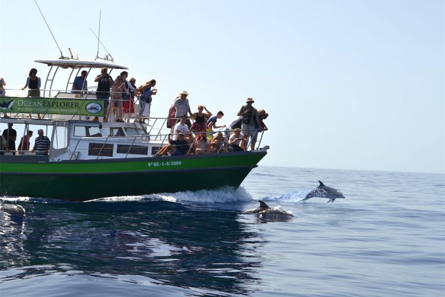 La Palma: 3-Hour Dolphin and Whale Watching Experience - Boat comfort, photographs, and sea conditions