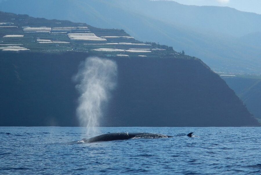 La Palma: 3-Hour Dolphin and Whale Watching Experience - Is the $66 price fair?