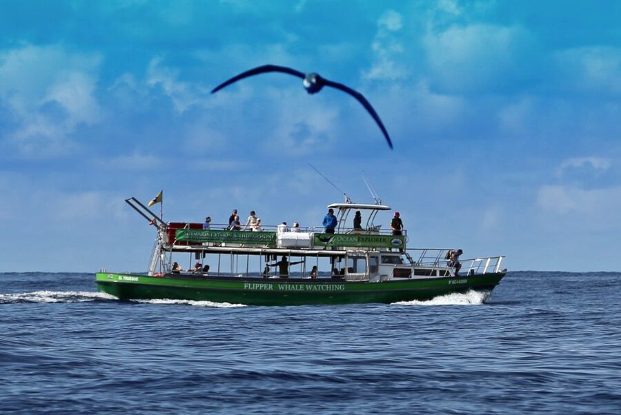 La Palma: 3-Hour Dolphin and Whale Watching Experience - Who will enjoy this cruise most?