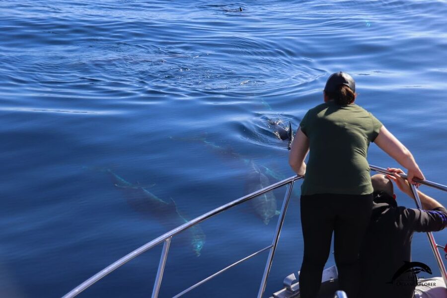 La Palma: 3-Hour Dolphin and Whale Watching Experience - Watching for whales and dolphins offshore