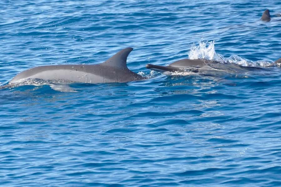 La Preneuse: Dolphin Swimming and Snorkeling Speedboat Trip - Starting at La Preneuse Beach at 7:30 a.m.
