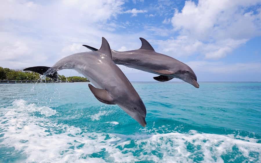 La Preneuse: Dolphin Swimming and Snorkeling Speedboat Trip - How the swimming portion works