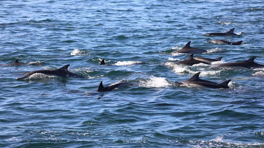La Preneuse: Dolphin Swimming and Snorkeling Speedboat Trip - Snorkeling over coral and fish