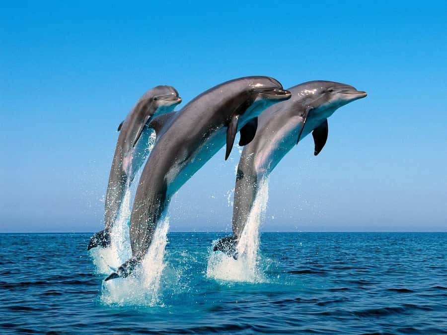 La Preneuse: Dolphin Swimming and Snorkeling Speedboat Trip - Practical planning for the beach meeting