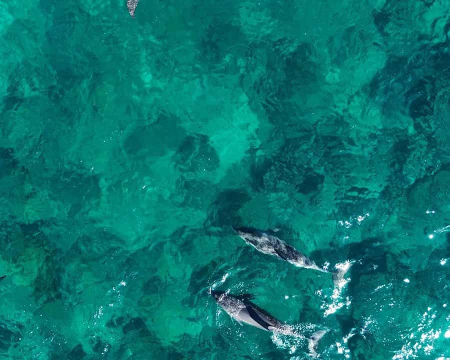 La Preneuse: Dolphin Watching and Snorkeling Speedboat Tour - Key points at a glance