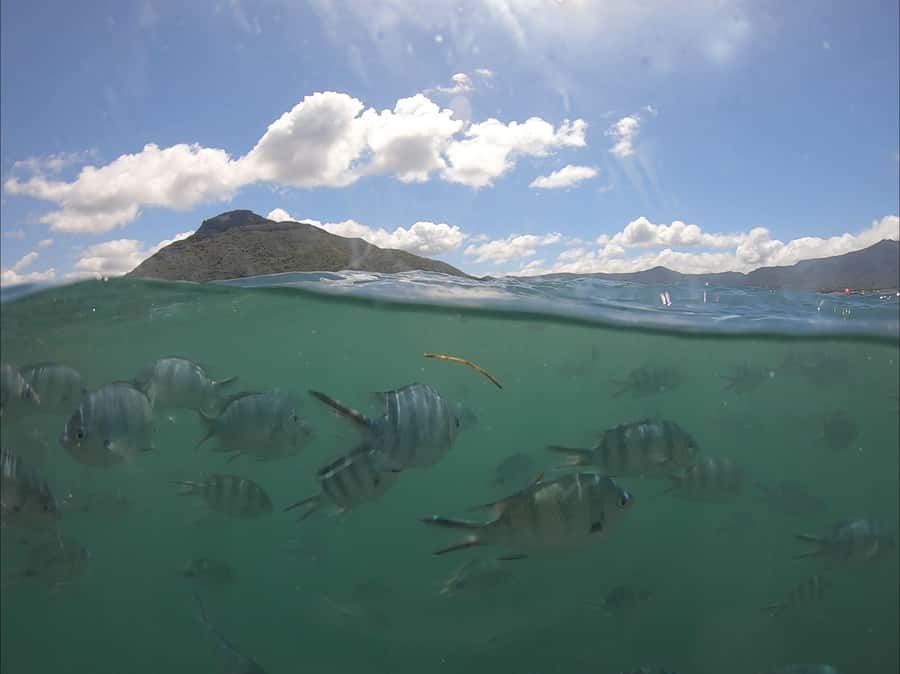 La Preneuse: Dolphin Watching and Snorkeling Speedboat Tour - Racing out from La Preneuse Beach
