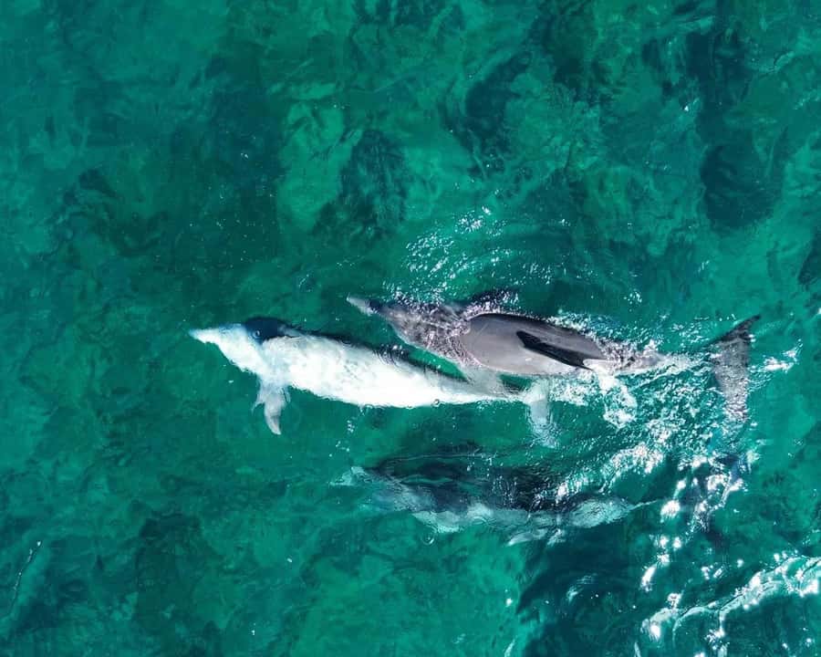 La Preneuse: Dolphin Watching and Snorkeling Speedboat Tour - What swimming with wild dolphins is really like