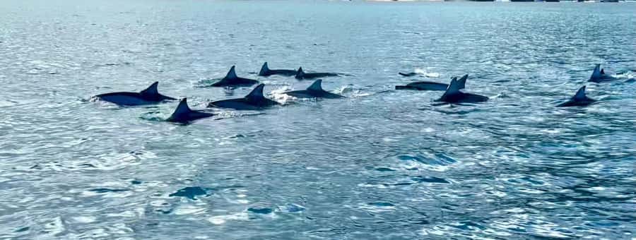 La Preneuse: Dolphin Watching and Snorkeling Speedboat Tour - Practical preparation before you leave