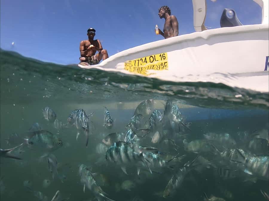 La Preneuse: Dolphin Watching and Snorkeling Speedboat Tour - Finding dolphins in open water